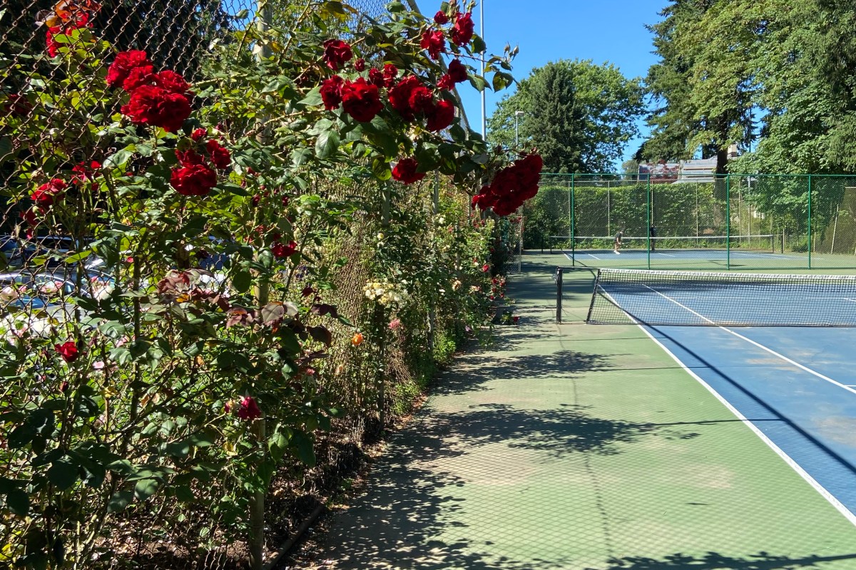 Portland: The city of roses